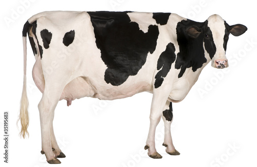 Photo: Holstein cow, 5 years old, standing in front of white background Holstein cow, 5 years old, standing in front of white background