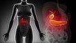 Female BILIARY anatomy details black x-ray loop
