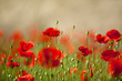 Klatschmohn
