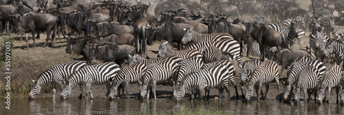 Photo: Zebras drinking at the Serengeti National Park, Tanzania, Africa Zebras drinking at the Serengeti National Park, Tanzania, Africa