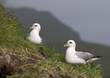 Seagulls on Mykines, Faroe Islands Seagulls on Mykines, Faroe Islands