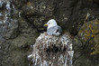 Seagull in nest on Mykines, Faroe Islands Seagull in nest on Mykines, Faroe Islands