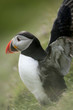 Atlantic Puffin or Common Puffin, Fratercula arctica, on Mykines Atlantic Puffin or Common Puffin, Fratercula arctica, on Mykines