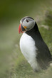 Atlantic Puffin or Common Puffin, Fratercula arctica, on Mykines Atlantic Puffin or Common Puffin, Fratercula arctica, on Mykines