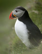 Atlantic Puffin or Common Puffin, Fratercula arctica, on Mykines Atlantic Puffin or Common Puffin, Fratercula arctica, on Mykines