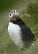 Atlantic Puffin or Common Puffin, Fratercula arctica, on Mykines Atlantic Puffin or Common Puffin, Fratercula arctica, on Mykines