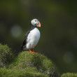 Atlantic Puffin or Common Puffin, Fratercula arctica, on Mykines Atlantic Puffin or Common Puffin, Fratercula arctica, on Mykines