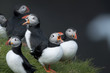 Atlantic Puffin or Common Puffin, Fratercula arctica, on Mykines Atlantic Puffin or Common Puffin, Fratercula arctica, on Mykines