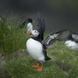 Atlantic Puffin or Common Puffin, Fratercula arctica, on Mykines Atlantic Puffin or Common Puffin, Fratercula arctica, on Mykines