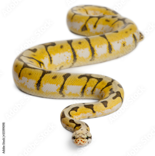 Photo: Female Killerbee Royal python, ball python, Python regius Female Killerbee Royal python, ball python, Python regius