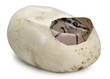 Royal Python in his egg, ball python, Python regius Royal Python in his egg, ball python, Python regius