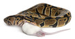 Python Royal python eating a mouse, ball python, Python regius
