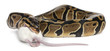Python Royal python eating a mouse, ball python, Python regius