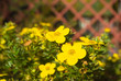 Shrubby Cinquefoil flowers Shrubby Cinquefoil flowers