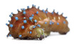 Caterpillar of the Giant Peacock Moth before cocooning