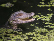 Caiman