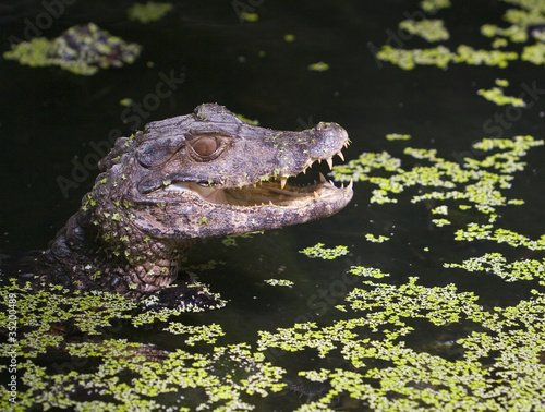 Photo: Caiman Caiman
