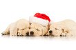 three retriever puppies in a Santa Claus hat