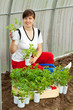 woman with tomato seedlings