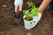 planting tomato seedling in ground