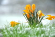 Krokus im Schnee