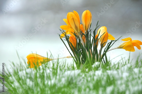 Photo : Krokus im Schnee Krokus im Schnee