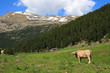 Cow in the mountains