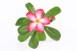Red desert rose or impala lily adenium flower