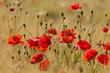 Coquelicots (Papaver rhoeas)dans un champ de céréales (blé /