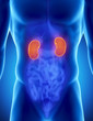 Male kidney anatomy