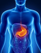Male stomach - human digestive system
