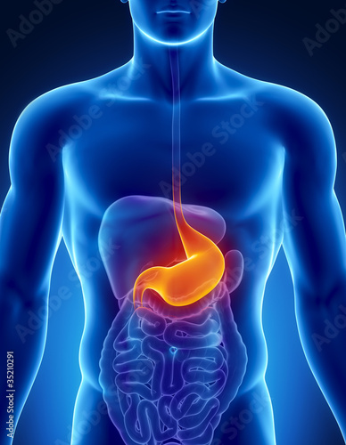 Illustration: Male stomach - human digestive system Male stomach - human digestive system