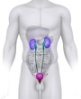 Male URINARY TRACT anatomy illustration on white Male URINARY TRACT anatomy illustration on white