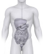 Male abdominal organs anatomy illustration on white
