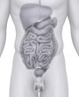 Male abdominal organs anatomy illustration on white