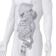 Male anatomy on white