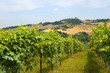 Marches (Italy) - Landscape at summer: vineyards Marches (Italy) - Landscape at summer: vineyards