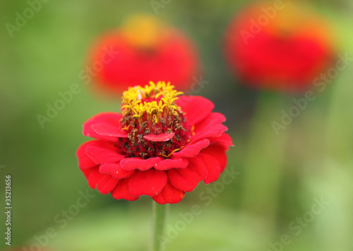 Photo: Rote Zinnien Rote Zinnien