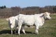 Charolais Cattle With Thick Winter Coats