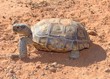 Desert Tortoise, Gopherus agassizii, in Mojave of Utah