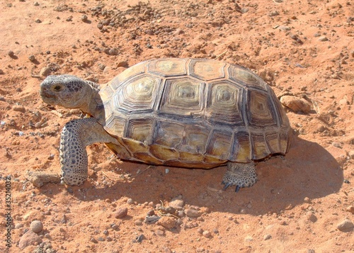 Photo: Desert Tortoise, Gopherus agassizii, in Mojave of Utah Desert Tortoise, Gopherus agassizii, in Mojave of Utah