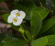 Crown of thorns flower