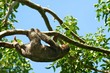 Sloth, Costa Rica