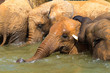 African elephants