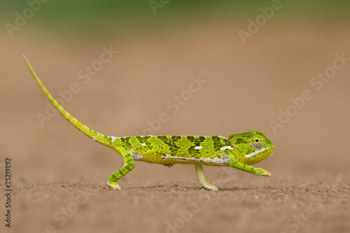 Photo: Small green chameleon Small green chameleon