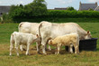 Foto: Charolaise et ses veaux Charolaise et ses veaux