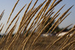 Blowin' in the wind