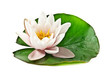 white lotus on leaf