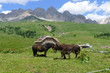 horse family