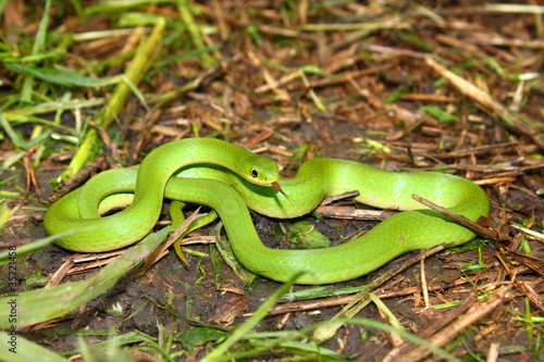 Photo: Smooth Green Snake (Opheodrys vernalis) Smooth Green Snake (Opheodrys vernalis)